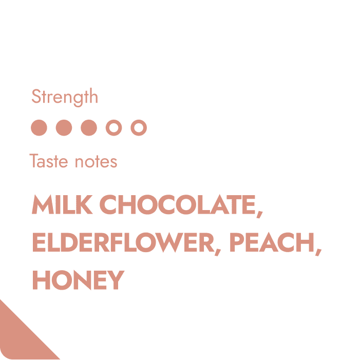 HONDURAS COFFEEBREWER-1